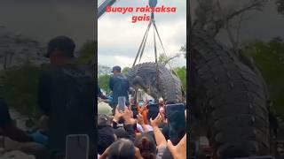 Semua orang kaget melihat buaya besar di angkat alat berat #buaya