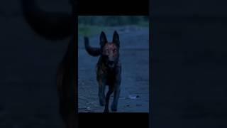 zombie dog #attack #shorts  ThalapathyRaju