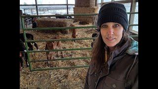 Raising Calves in an Automatic Feeder