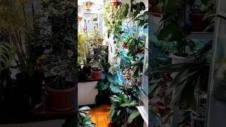 #растениявдоме #поливрастений #plants