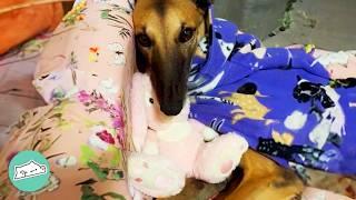 Greyhound Can't Sleep Without Her Stuffed Bunny | Cuddle Buddies