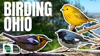 INSANE Warbler Encounters at The Biggest Week in American Birding!