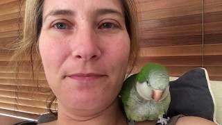 Morning cuddle with Mum - Quaker parrot talking chatterbox