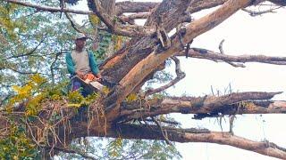 MAKES TEARS ‼️CUTTING OF DRY TREMBESI TREES AT STIHL PUBLIC CEMETERY #ms660