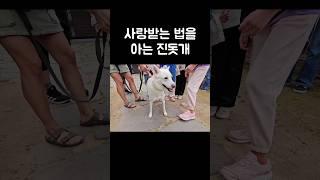아이들 사이에서 천사로 변한 진돗개 #진돗개 #강아지쇼츠 #힐링영상 #shorts #dogshorts #귀여운강아지 #천백이