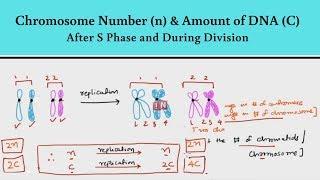 Chromosome Number (n) & Amount of DNA (C) – After S Phase & During Division