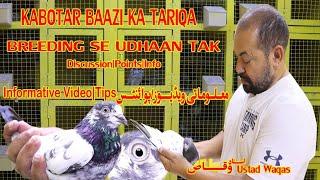 Ustad Waqas|Kabotar Baazi Ki Points or Tariqa|Kabotar baazi Breeding Se Udhaan Tak|Informative|Tips