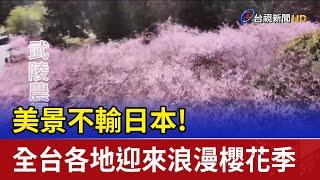 美景不輸日本！全台各地迎來浪漫櫻花季