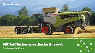 AussaatProfi Versuch Ernte mit Claas Lexion 6900