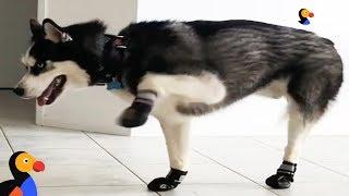 Funny Dogs Try Walking in Winter Boots | The Dodo