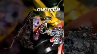 СУЩНОСТЬ НА ЗАМКЕ: СОБАКА СУТУЛАЯ #чистка #порча #отливка #ритуал