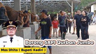 Borong 4 Sapi Qurban Jumbo || IBS Farm Kandang Sapi Terbesar di Kediri‼️