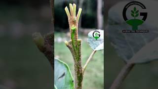 Simple and easy grafting techniques #budding #grafting #shorts