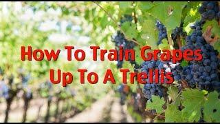 How To Train First Year Grape Vines Pt.1: Up To Your Trellis