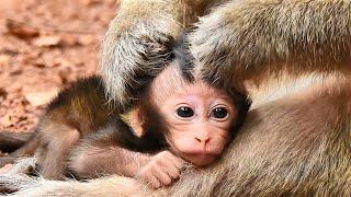 Adorable Moment, Mom Warm Grooming Her Cute Baby Monkey, Thanks .....Mom.