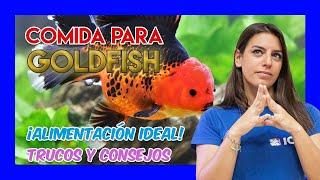 Alimentación IDEAL para GOLDFISH - Cómo alimentarlos correctamente