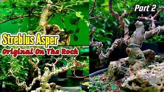 Bonsai Streblus Asper Original On The Rock #bonsai #plants #bonsaitree