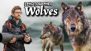 Photographing WOLVES and BEARS on Vancouver Island - Nikon Z9