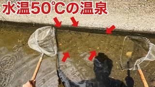 全ての生き物を◯す高温の温泉が流れ込むドブ川でご当地外来魚を探せ！！