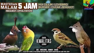 REQUEST MASTERING #25 SUARA JERNIH 5 JAM CILILIN - LOVEBIRD - BURGER - JENGGOT  MATERINYA JOS GANDOS