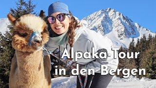 Winterwanderung mit Alpakas: Sonnige Runde in Oberperfuss bei Innsbruck