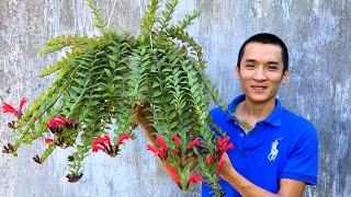 Propagating lipstick flower plant by water | Lipstick Plant Pots