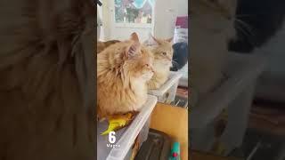 ПУШИСТОЙ ОБЩАГИ БОЛЬШЕ НЕТ