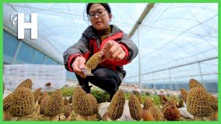 How Farmer Growing True Morel Mushroom - Morchella Harvesting & Processing @HappyFarm85