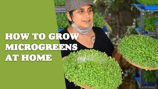 How To Grow Microgreens At Home