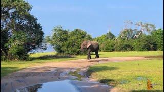 Elephant vs leopard / Wilpattu National Park | Wilpattu Sri Lanka