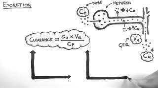 Pharmacokinetics 5   Excretion