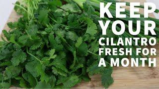 How to Keep Cilantro Fresh for a Month - Episode 215