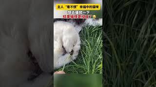 主人看不惯猫咪幸福的样子，想去骚扰一下，结果输的更彻底了#寵物生活 #cute #猫