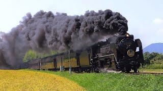 【黄金色の山口線】 SLやまぐち号 D51200号機 　Japanese Steam Locomotive D51 【蒸気機関車】