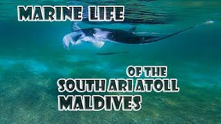 Marine life of the South Ari Atoll - Maldives