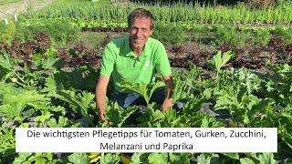 Reiche Ernte an Tomaten, Paprika, Chili, Gurken und Zucchini - dank diesen einfachen Pflegetipps 