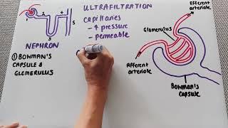 The glomerulus and Bowman's capsule