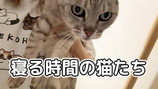 最近の寝る時間の猫たちはこんな感じです！