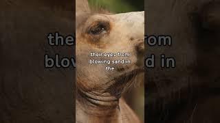 unknown facts about camels #facts #wildlife #disocvery #documentary #camels #animals #discover