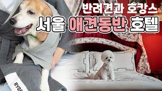 서울 호캉스, 반려견과 함께 할 수 있다!! 애견동반이 가능한 서울 호캉스 호텔 BEST3 ⎮ 애견동반 호텔,애견동반 호캉스