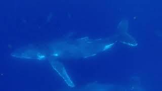 Swimming with Humpback Whales - Gold Coast 2022 with Scott Wilson Imagery