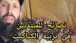 نصائح مهمة للمبتدئين في تفقيس و تربية الكتاكيت