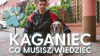 KAGANIEC dla psa - co musisz wiedzieć