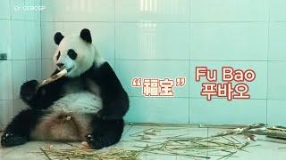 1/9 Panda Fu Bao’s Official Update #푸바오 #panda #fubao #fyp #viral #pandalife #pandalove #update