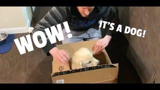 Golden Retriever Puppy UNBOXING!! (INCREDIBLE)