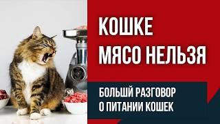 Мифы и правда о натуральном питании кошек | Часовой разговор с вет диетологом по натуралке