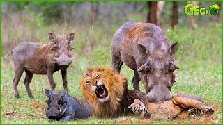 Without Backing Down, The Wild Boar Determinedly Rushed Forward To Attack The Lion King To Escape