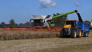 Harvest 2024 - Combining OSR With Claas Lexion 8900 & JCB Fastrac 8330 Carting