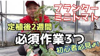 初心者必見！プランターミニトマト【定植後3つの管理作業】これだけはマスターしよう！