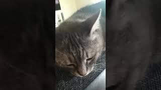 Cat  #youtubeshorts #cat